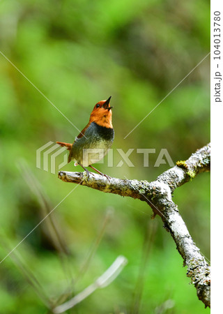 八ヶ岳や日光に訪れるオレンジ色の美しい小鳥、日本の三大鳴鳥コマドリ 104013780