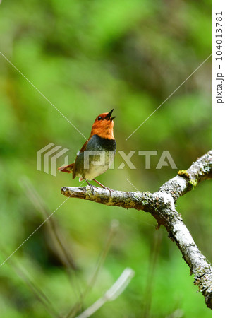 八ヶ岳や日光に訪れるオレンジ色の美しい小鳥、日本の三大鳴鳥コマドリ 104013781