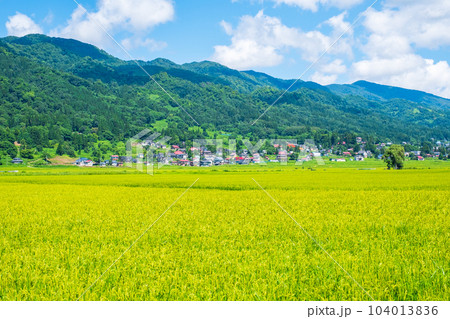 夏の田園風景（8月） 104013836