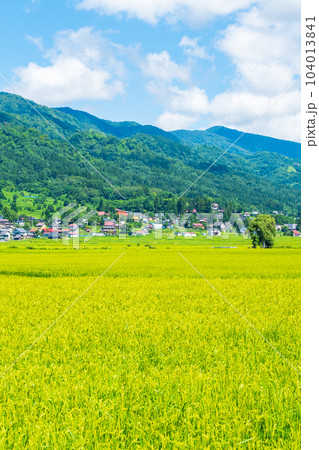 夏の田園風景（8月） 104013841