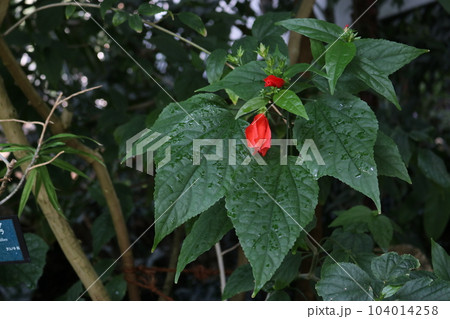 ウナズキヒメフヨウ 104014258