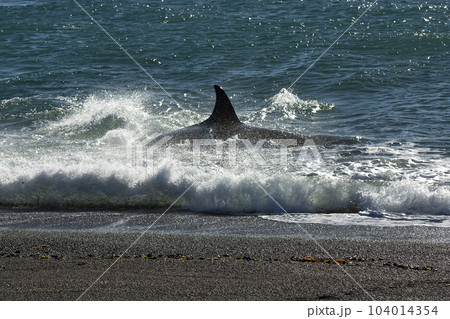 Orca patrolling the coast,Peninsula Valdes, Patagonia Argentina Orca patrolling the coast,Peninsula Valdes, Patagonia Argentina 104014354