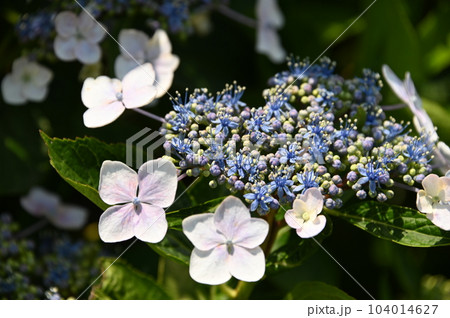 ガクアジサイの花 104014627