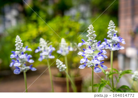 初夏のブルーサルビアの花 初夏のブルーサルビアの花 104014772