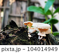 Mushrooms growing on a tree stump in the rainforest close up with blurs backgrounds for Presentations and deck information graphic, print layout covering book, magazine page, advertisement materials 104014949