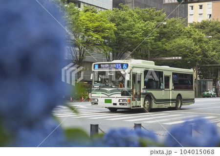 市バスと紫陽花(あじさい)御池通2 15系統 市バスと紫陽花(あじさい)御池通2 15系統 104015068