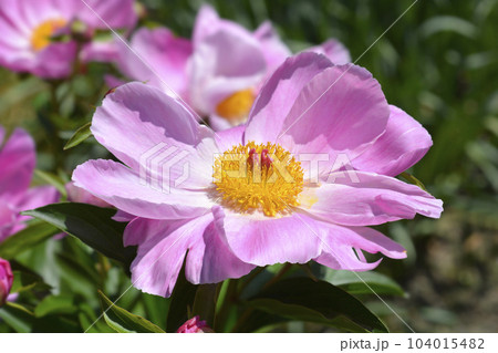 Fragrant peony Fragrant peony 104015482