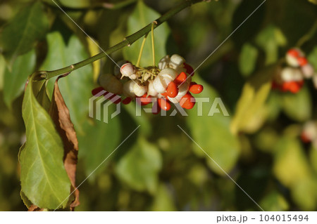 White spindle White spindle 104015494