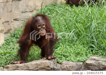 見上げるオランウータンの子供 104015575