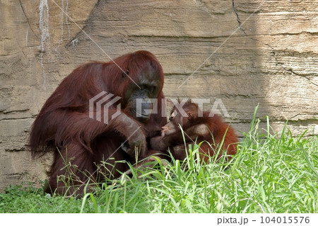 授乳するオランウータンのメス 授乳するオランウータンのメス 104015576