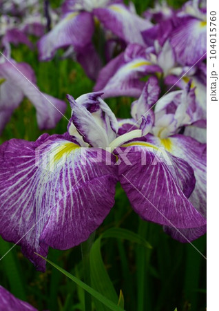 ハナアヤメ　ハナショウブ（花菖蒲） 104015760