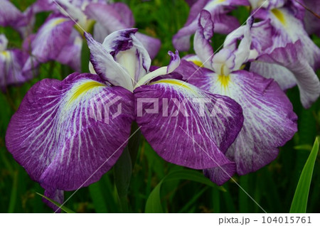 ハナアヤメ　ハナショウブ（花菖蒲） 104015761