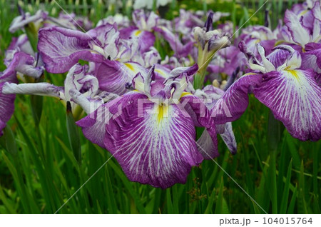 ハナアヤメ　ハナショウブ（花菖蒲） 104015764