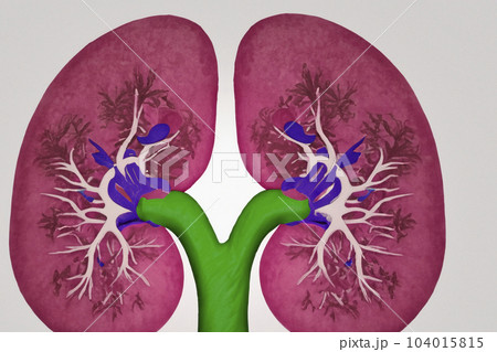 Kidney. Human kidney cross section. Menschliche Nieren. Human kidney Stones Medical Concept. Beautiful abstract kidneys with nebula dust concept, contemporary colors and mood social background. 104015815