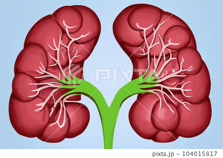 Kidney. Human kidney cross section. Menschliche Nieren. Human kidney Stones Medical Concept. Beautiful abstract kidneys with nebula dust concept, contemporary colors and mood social background. Kidney. Human kidney cross section. Menschliche Nieren. Human kidney Stones Medical Concept. Beautiful abstract kidneys with nebula dust concept, contemporary colors and mood social background. 104015817