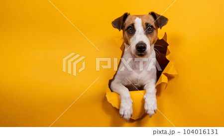 Licking jack russell terrier comes out of a paper orange background tearing it.  104016131