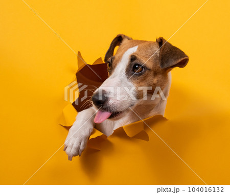 Licking jack russell terrier comes out of a paper orange background tearing it. Licking jack russell terrier comes out of a paper orange background tearing it. 104016132
