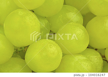 Ripe green grapes. Close-up of fresh green grapes wit water drops. Macro horizontal image. 104016247