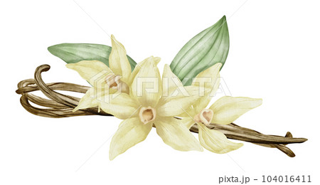 Vanilla Flower with Sticks and green leaves. Watercolor hand drawn illustration of yellow orchid Flower and pods on white isolated background. Drawing of ingredient for cooking spice or aroma oils. 104016411