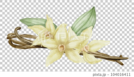 Vanilla Flower with Sticks and green leaves. Watercolor hand drawn illustration of yellow orchid Flower and pods on white isolated background. Drawing of ingredient for cooking spice or aroma oils. 104016411