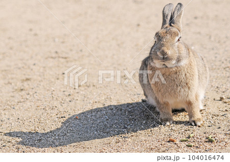 大久野島のうさぎ 大久野島のうさぎ 104016474