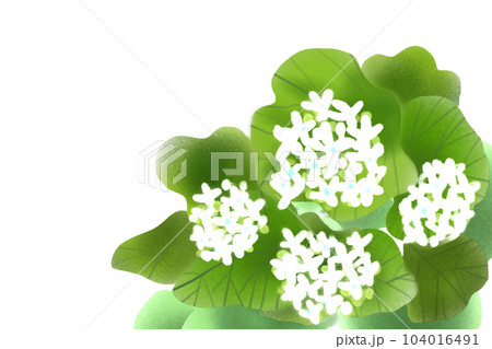 山葵の花のカード2 山葵の花のカード2 104016491