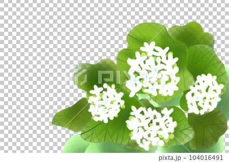 山葵の花のカード2 山葵の花のカード2 104016491