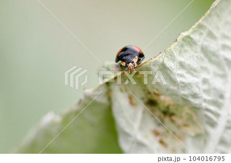 ナミテントウ 104016795