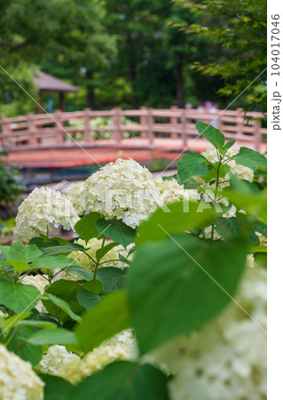 性海寺、満開のあじさい〈愛知県稲沢市〉 104017046