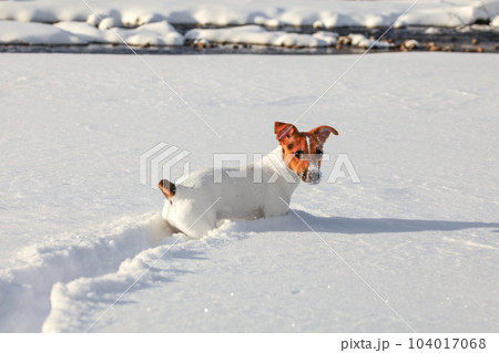 Small Jack Russell terrier crawling in deep snow, ice crystals on her nose and mouth, river in background 104017068