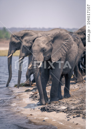 African bush elephants stand drinking from river 104017107