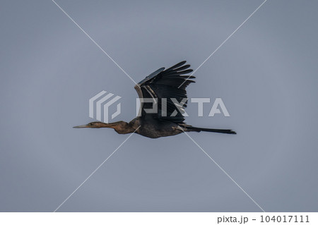 African darter crosses blue sky raising wings African darter crosses blue sky raising wings 104017111
