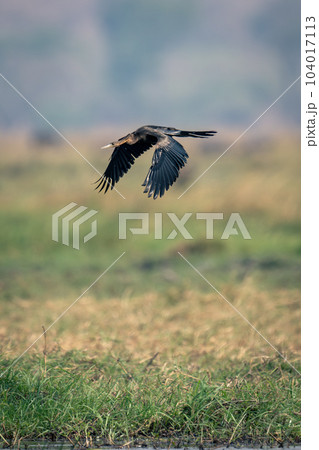 African darter flies along riverbank lowering wings 104017113
