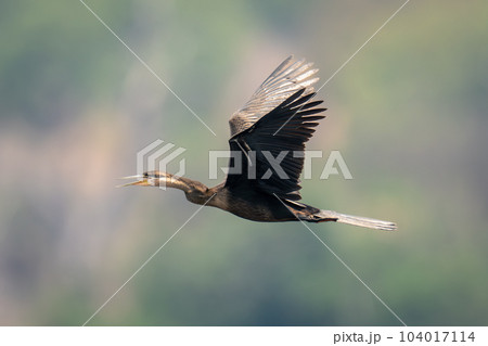 African darter flies opening beak lifting wings 104017114