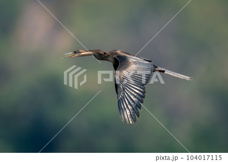 African darter flies opening beak wings down 104017115