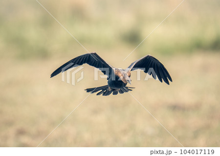 African darter flies over floodplain arching wings 104017119