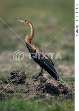 African darter in profile on muddy bank African darter in profile on muddy bank 104017125