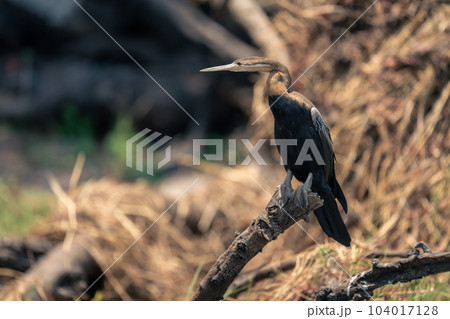 African darter in sunshine on dead branch 104017128