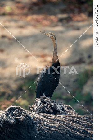 African darter on dead log turning head 104017141