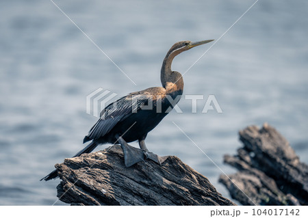 African darter on dead stump in river 104017142