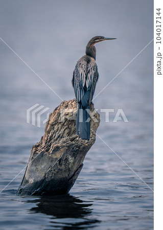 African darter on dead stump in water 104017144