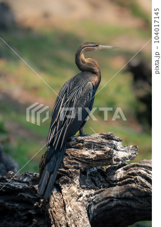 African darter on dead tree in sunshine 104017145