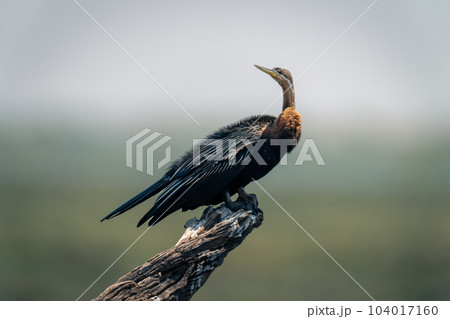 African darter on stump stained with guano African darter on stump stained with guano 104017160
