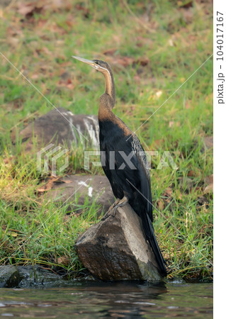 African darter on wet rock on riverbank 104017167