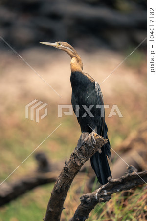 African darter watches camera from dead branch African darter watches camera from dead branch 104017182