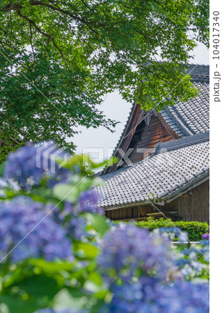 性海寺、満開のあじさい〈愛知県稲沢市〉 104017340