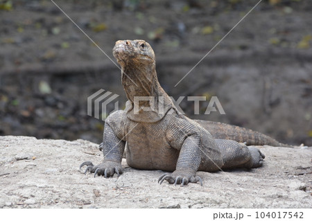 コモドドラゴン 104017542