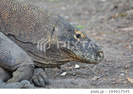 コモドドラゴン 104017545