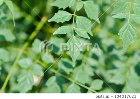 Cork tree, Indian cork tree or Millingtonia hortensis Linn or BIGNONIACEAE or small Cork tree 104017623