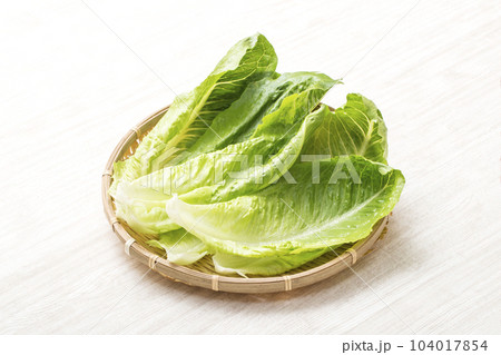 ロメインレタス　コスレタス　緑黄色野菜　葉物野菜　穫れたて野菜　ヘルシー野菜　 104017854